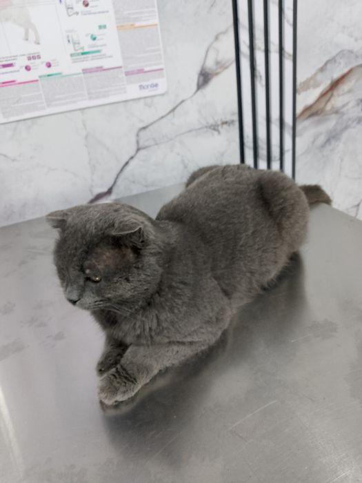 Ищем добрые руки. Дом.