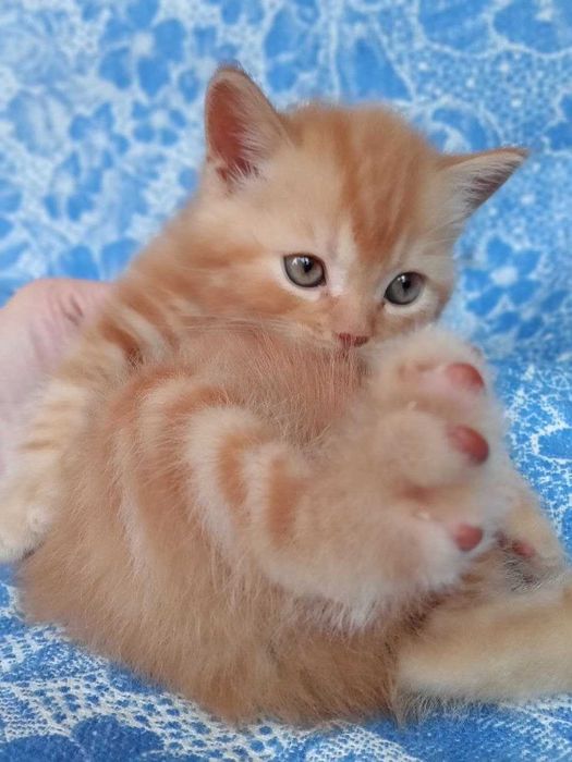 Котята Скоттиш Страйт
