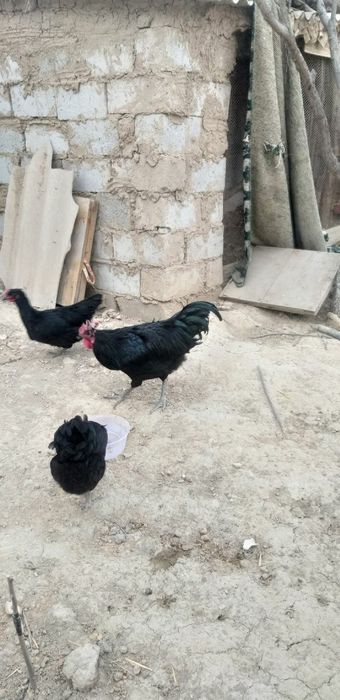 Жерси зотли хуроз