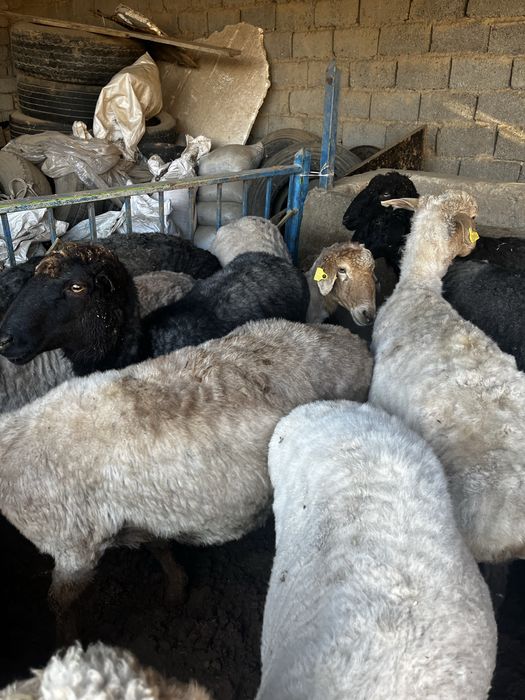 Қой сойып беремиз