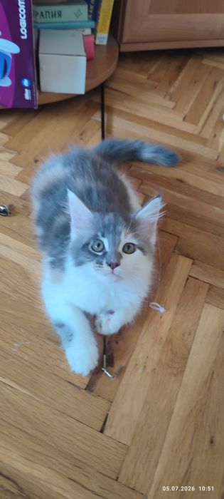 Мейн Кун момиче на 3 месеца
