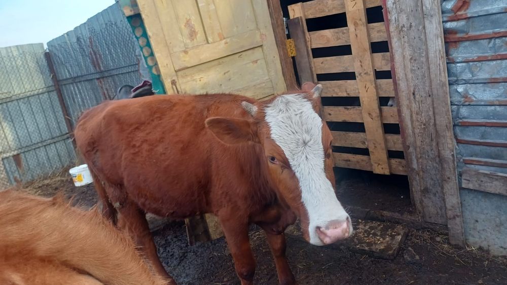 Продаются две телки