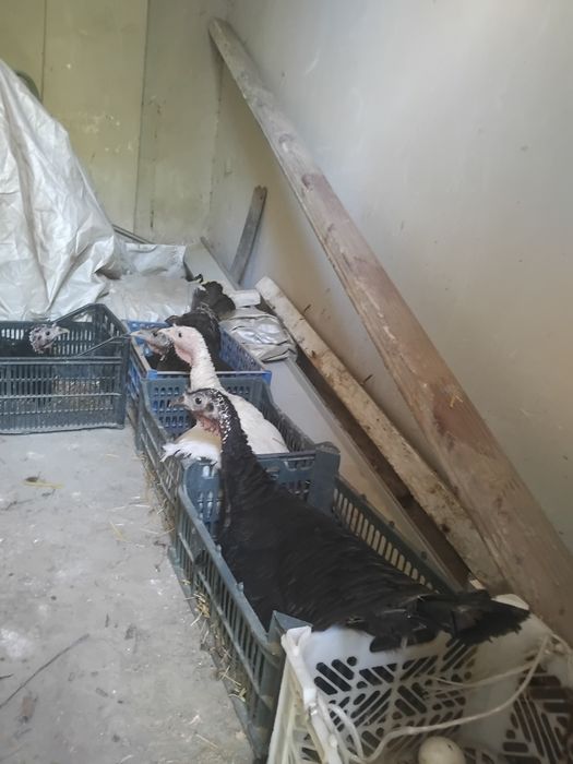 Курк болган курка