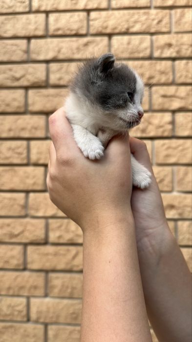 Котята бесплатно с доставкой