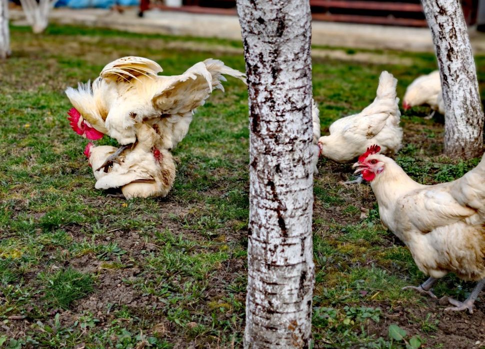 Vând oua pt incubat La bresse