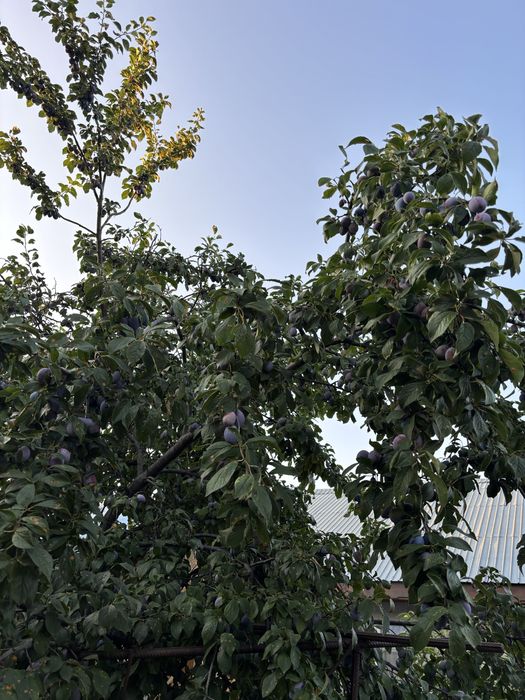 Prune pentru tuica