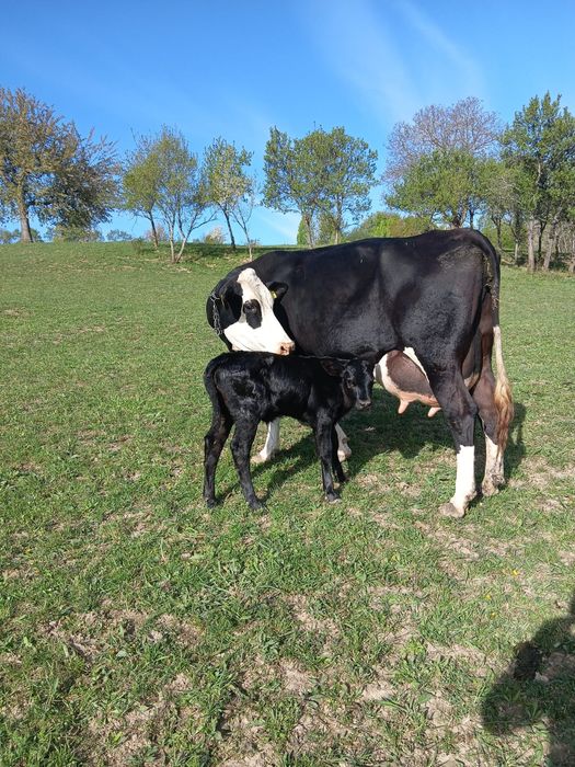 Vând vaca cu lapte fatata recent