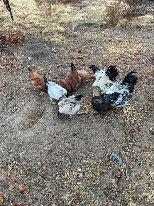 Тауықтар сатылады