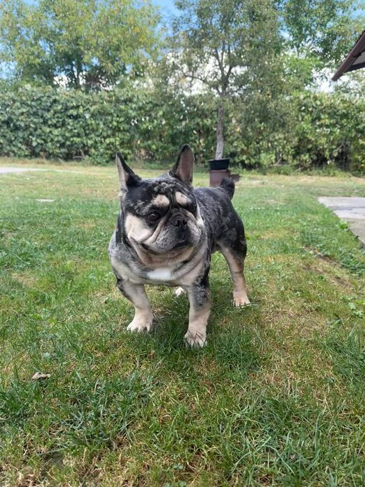 Bulldog francez merle