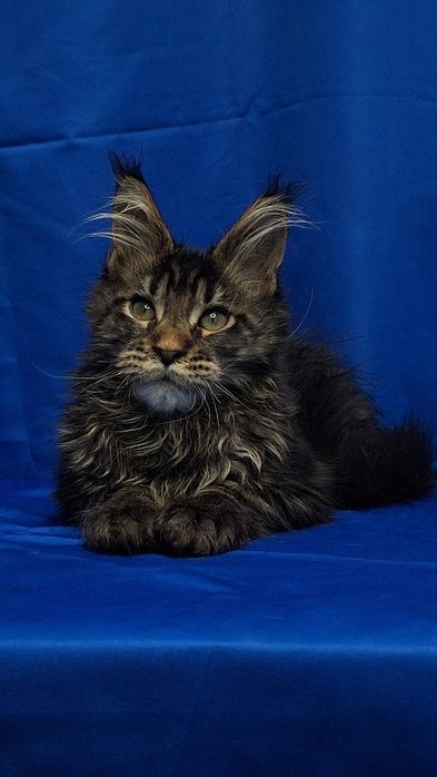 Котята из питомника