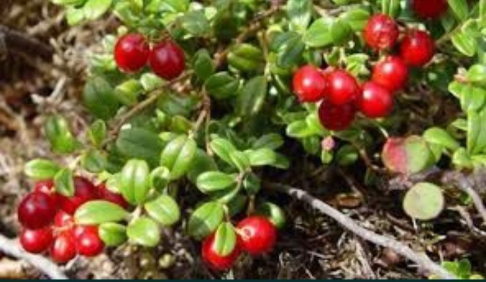 Puieti de iedera ( HEDERA HELIX) la pret de producator +alte specii