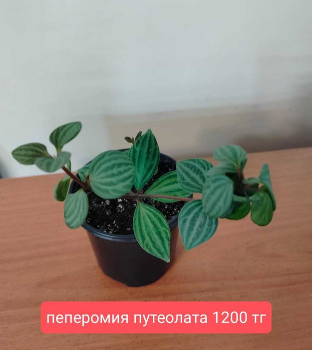 Продам комнатные растения.