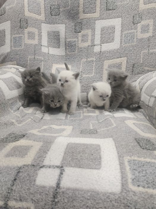 Котята скотиш страйт