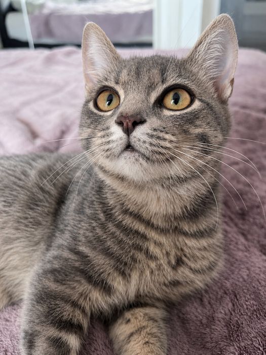 Motanel spre adoptie