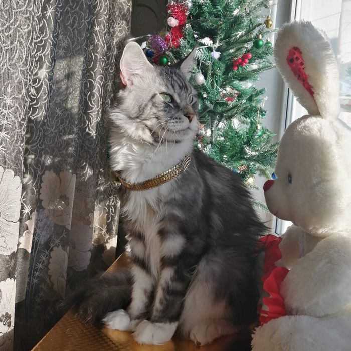 Кот Тедди приглашает на свидание!