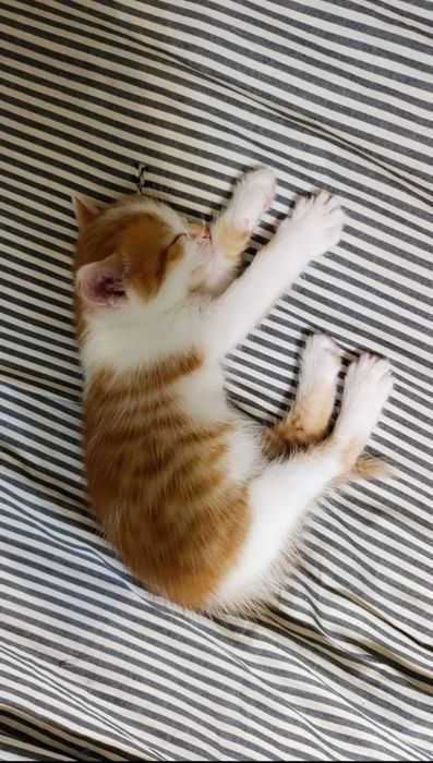 Отдам котенка в добрые руки