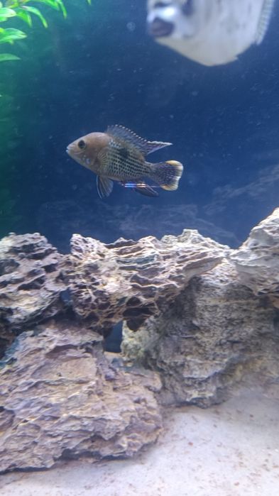 Аквариум 300л баликлари билан 600$