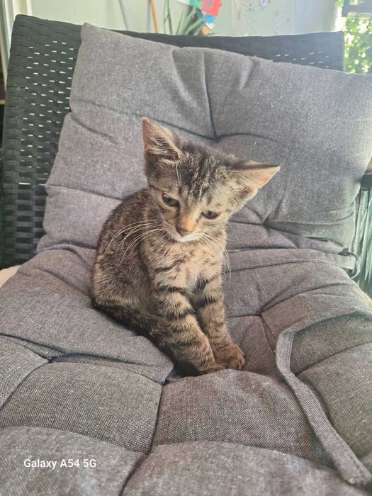 Подаряват се две котенца