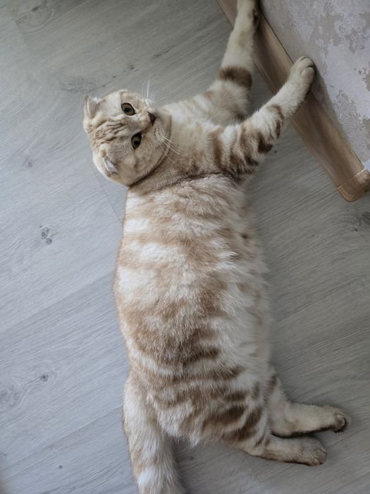 Кот скоттиш фолд
