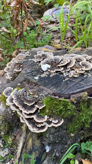 Coada de curcan 120 lei/100gr/ am cantitate mare 2 kg uscata