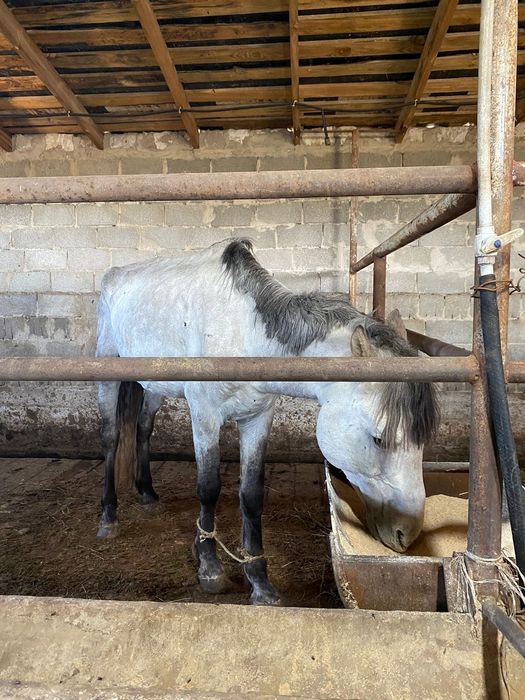 Прдаю жеребцов(находимся в Үштөбе)