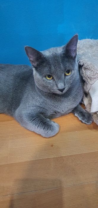 Pisica spre adoptie motanel