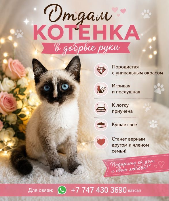кошечка в добрые руки