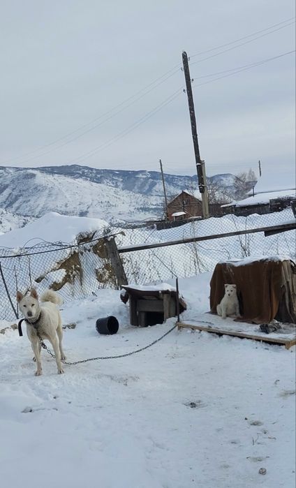 Продам щенят лайки