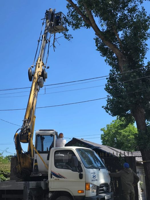 Спил деревьев обрезка плодовых