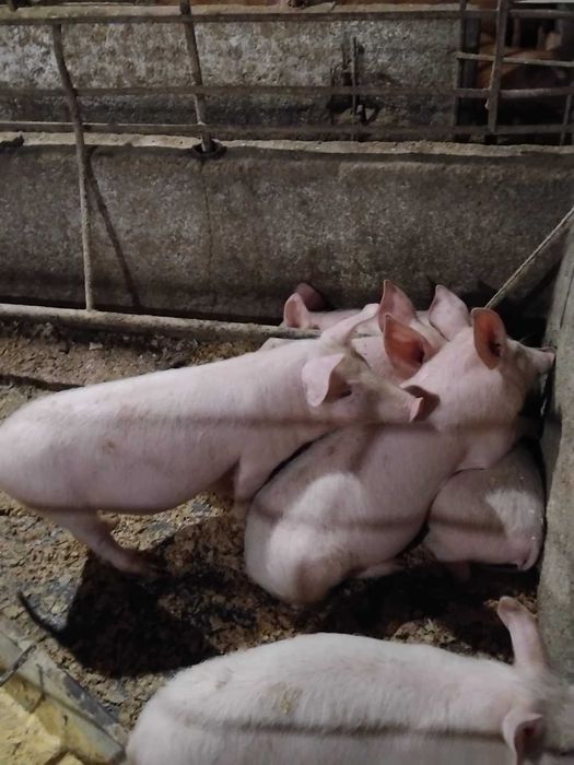 Продавам малки прасенца