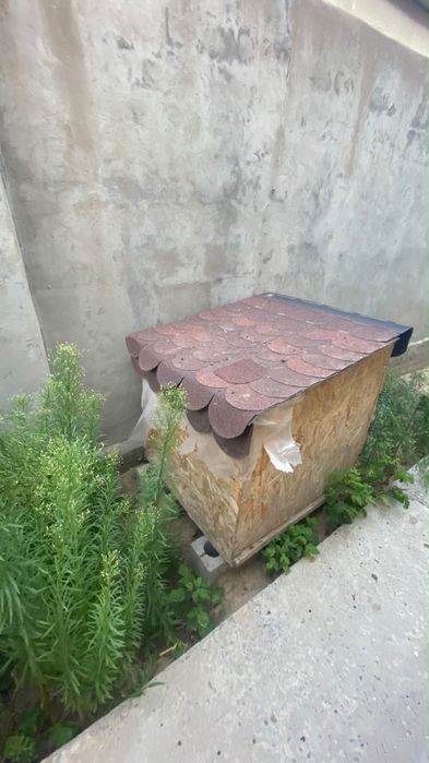 Иттің үйшігі, домик собаки