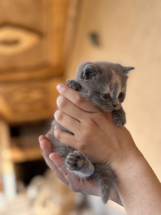 Скоттиш страйт котенок