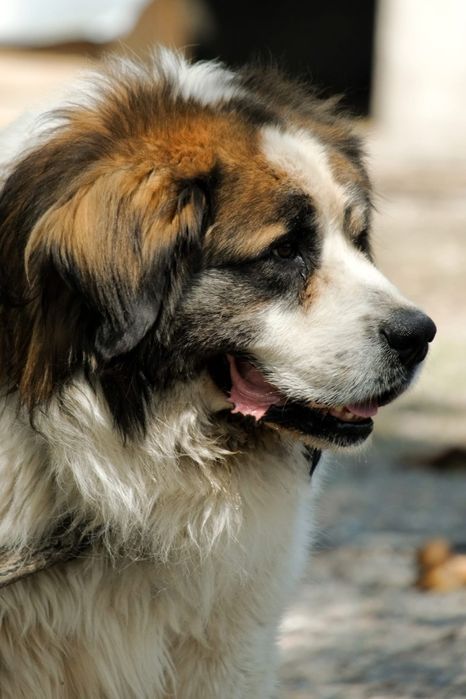 ПороДистые собАчки пОмоГиТе Дом найти