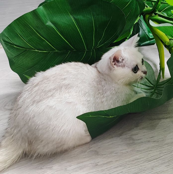 Тоза зотли британ шиншилла  мушукчалар сотилади