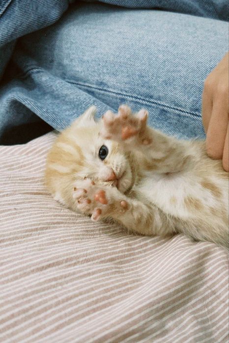 Шотландский вислоухий котенок