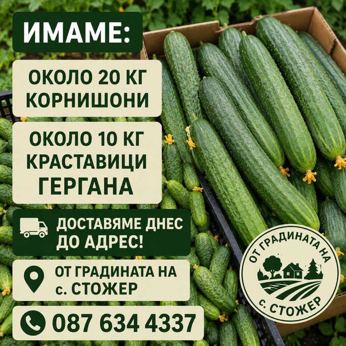 Краставици Гергана, Пресни корнишони