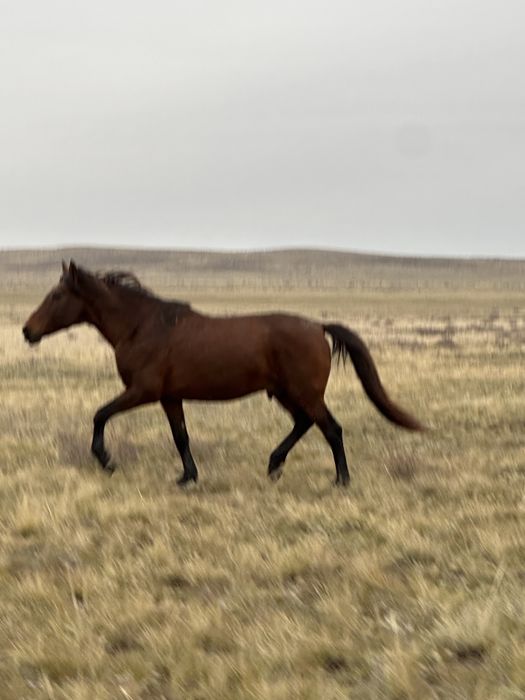 Айғыр сатылады 9 жасар