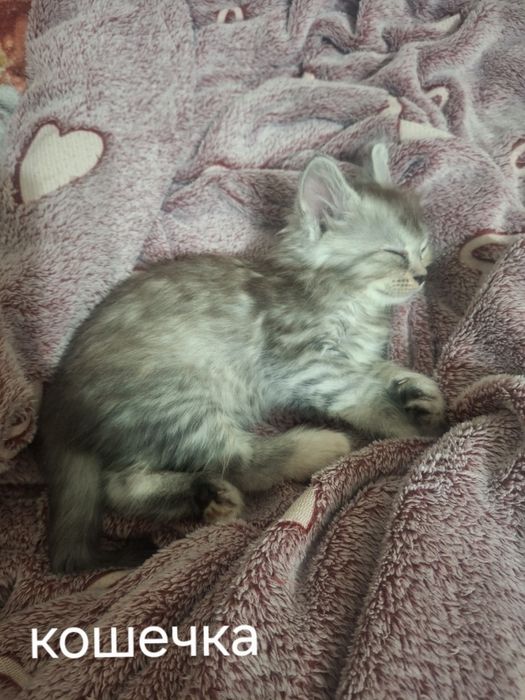 Отдам в добрые руки котят.