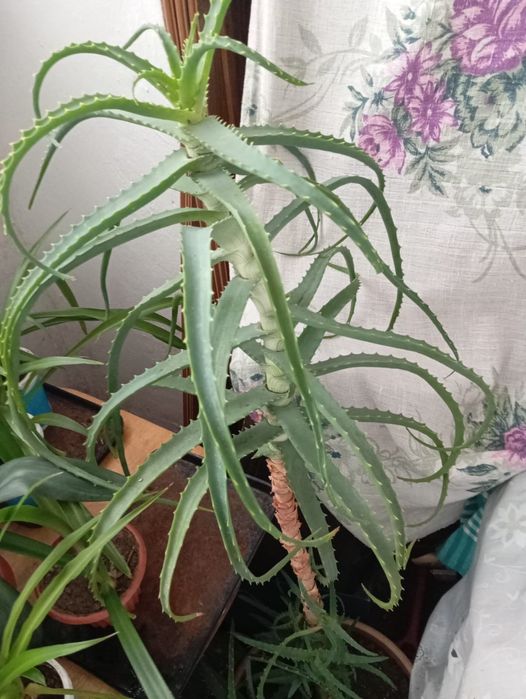 Алоэ 5 лет . На лекарства. 5000 тг