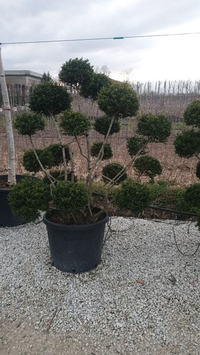 Bonsai din diferite specii de plante
