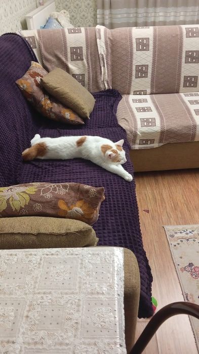 Отдам кота в хорошие руки