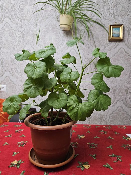 Продам герань розовую