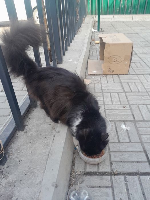 Отдам кошку в добрые руки