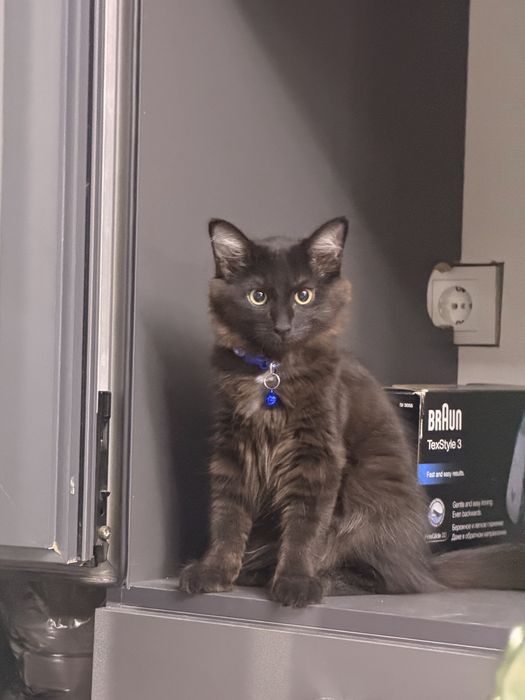 Отдам чудесных котят