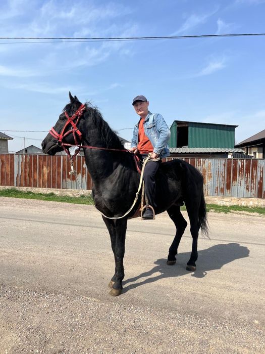 2 мінгі айғырлар сатылады