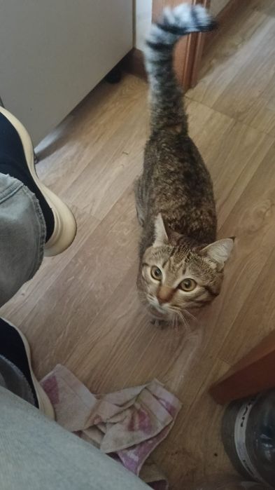 Срочно. Отдам кота в добрые руки