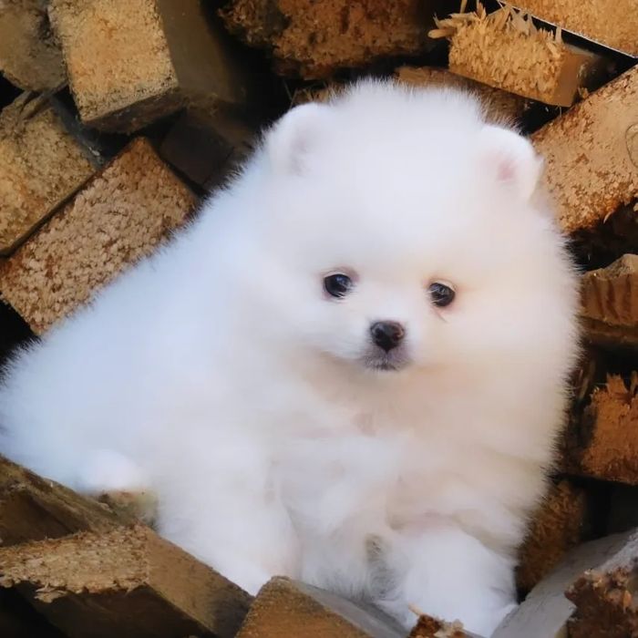 Померанский шпиц рассрочка Каспи