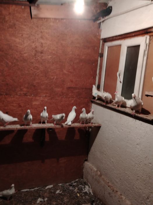 Голуби широкохвостые