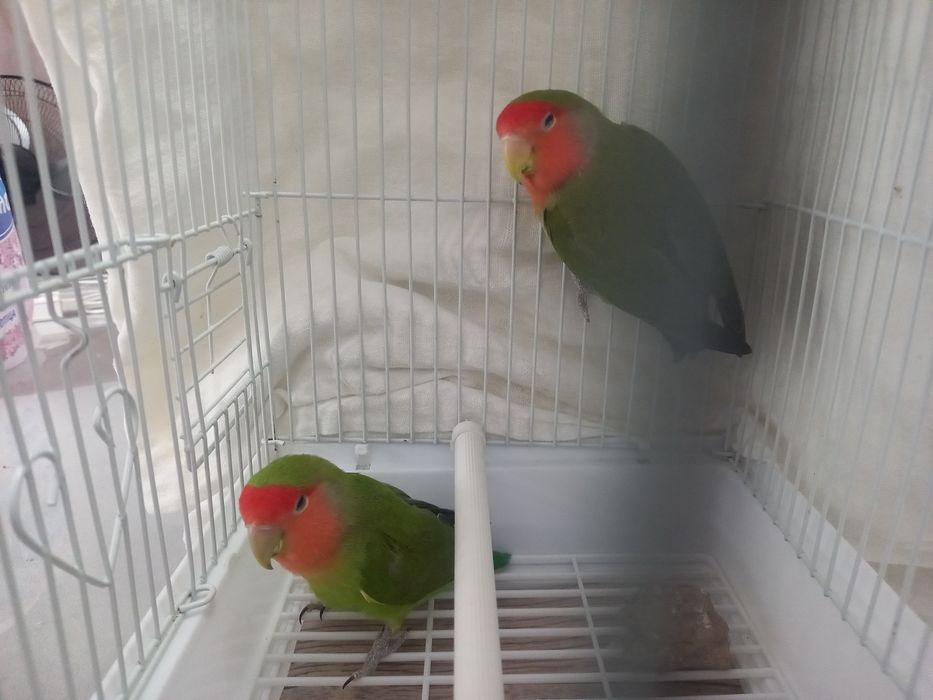 Продаю ПОПУГАИ - Неразлучники