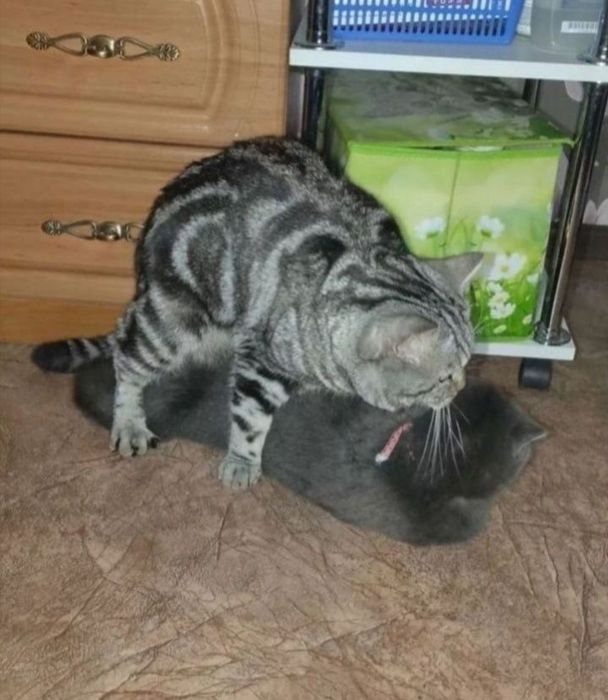 Вязка Шотландского кота